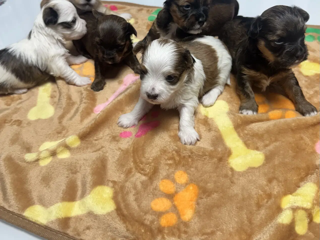 Billede 4 - Bichon havanaiser hvalpe med stamtavle 