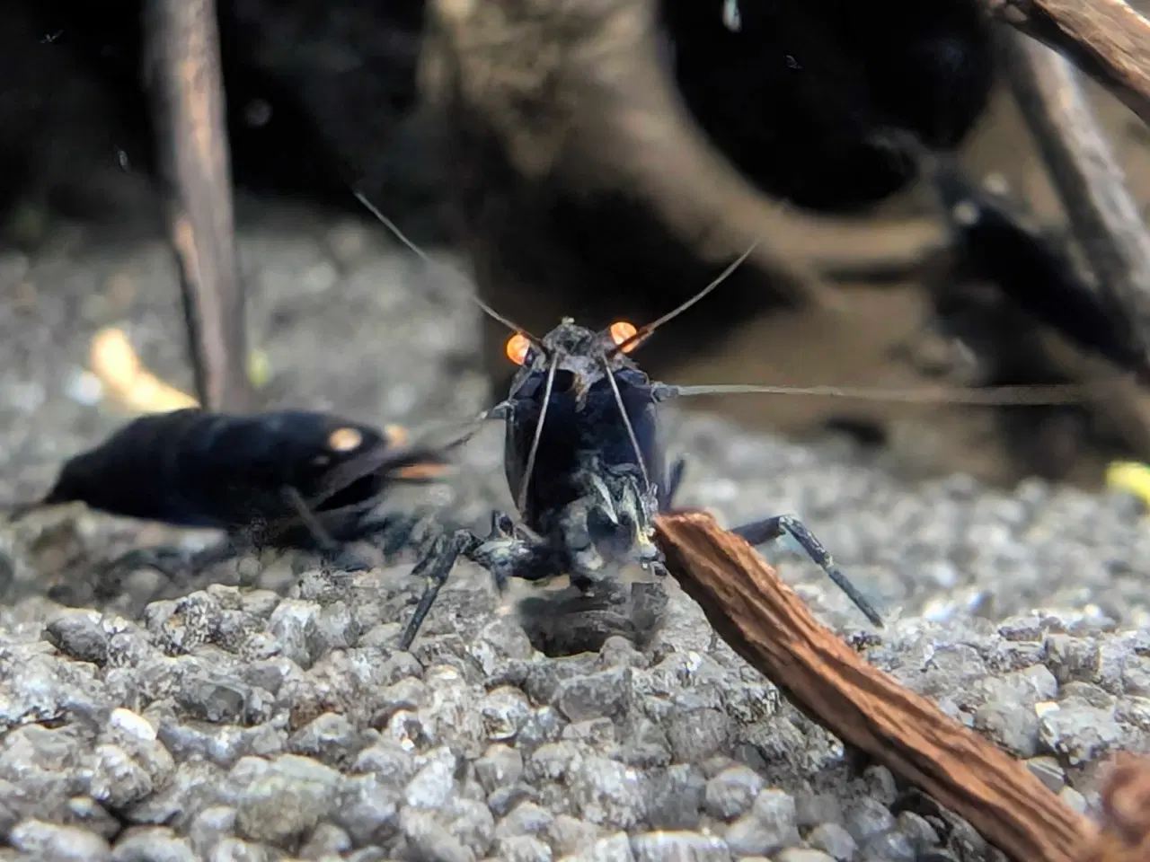 Billede 2 - Caridina Royal Blue Tiger OE reje 