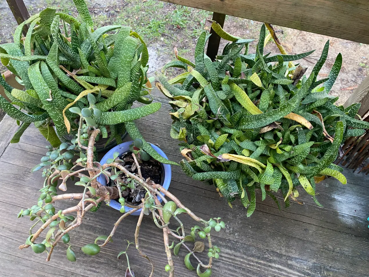 Billede 1 - Gratis 3 Forskellige Stueplanter med Potter