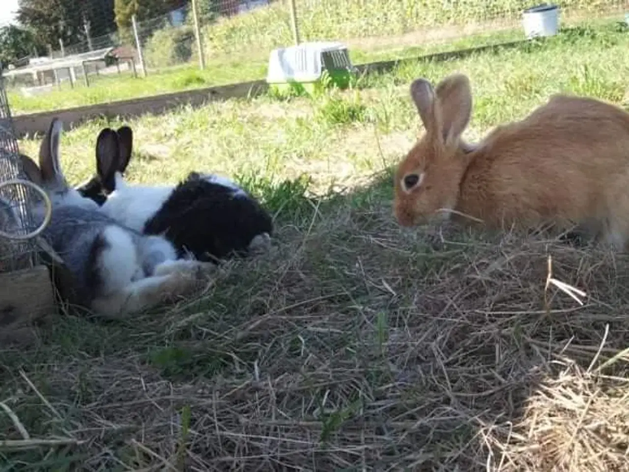 Billede 2 - Tager imod kaniner