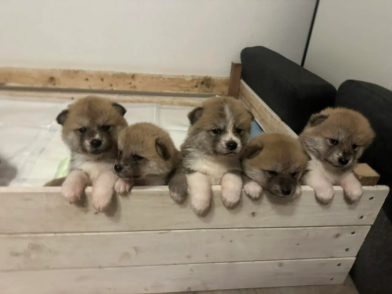 Billede 3 - Japansk Akita hvalpe