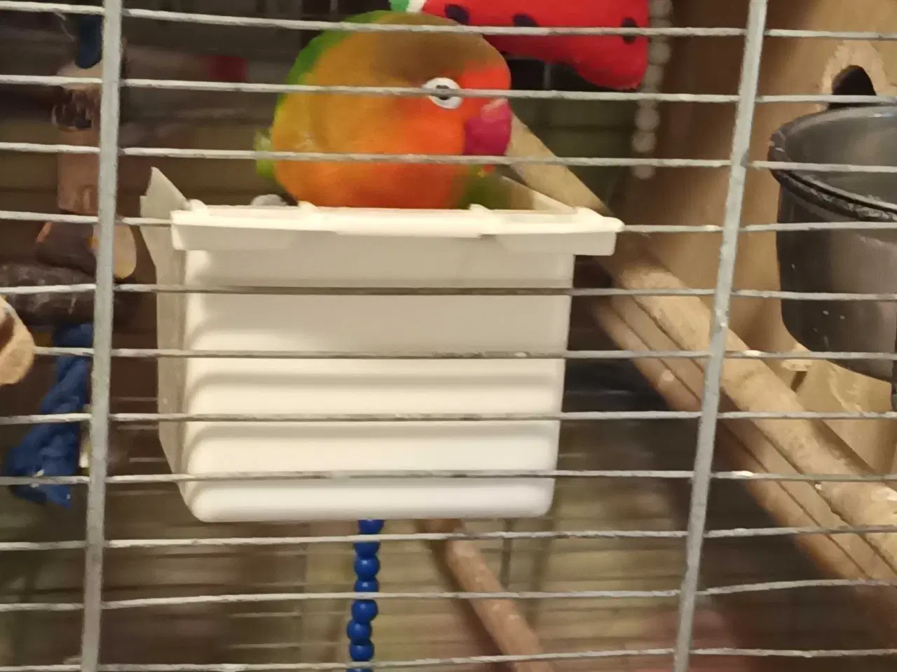 Billede 3 - Dværgpapegøje