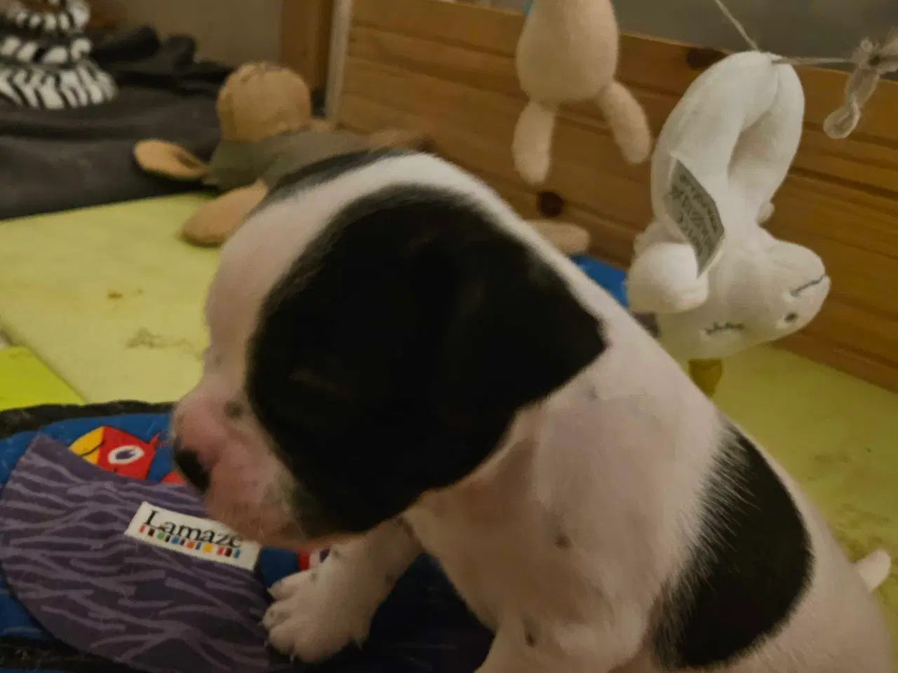 Billede 2 - Fransk bulldog og beagle blandinger født 30/10