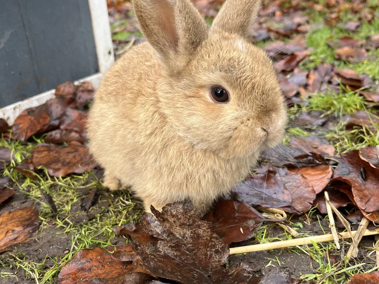 Billede 2 - Børnevant minilop, klar til at flytte