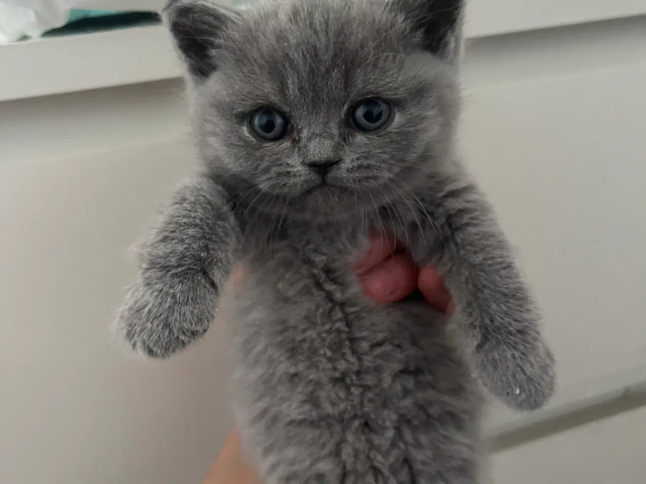 Billede 1 - British shorthair killinger