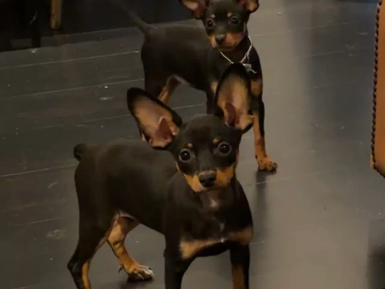 Billede 5 - Lille Hundehvalp 