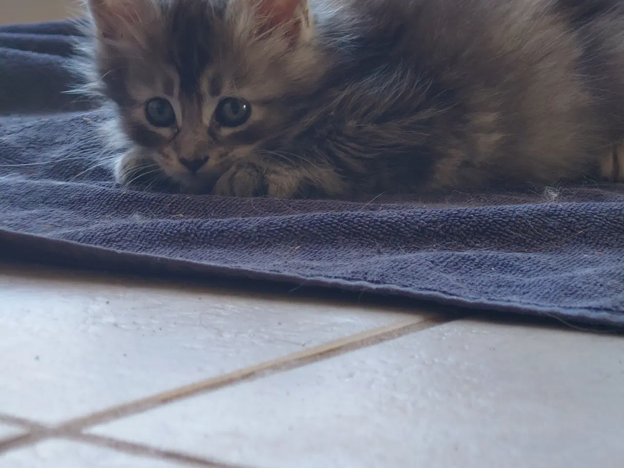 Billede 6 - Maine coon killinger, far ægte med tavle