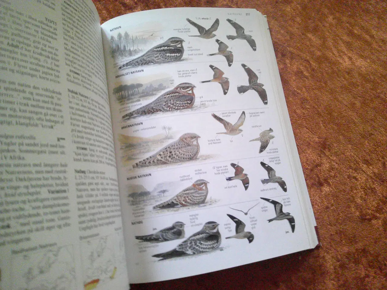 Billede 2 - Fugle i felten, Lars Svensson, Killian Mullarney, 