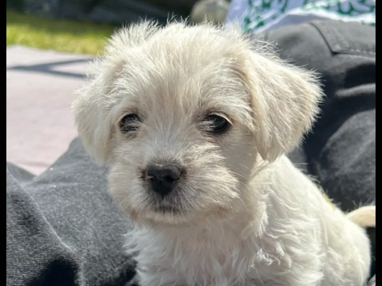 Billede 2 - KUN 1 hvalp tilbage, mangler sin drømmefamilie🐶🥰