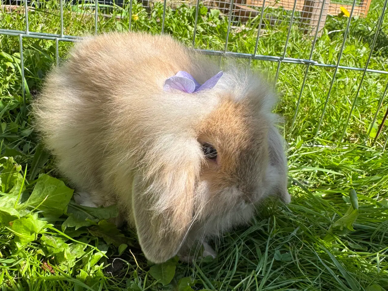 Billede 3 - Kanin unge 