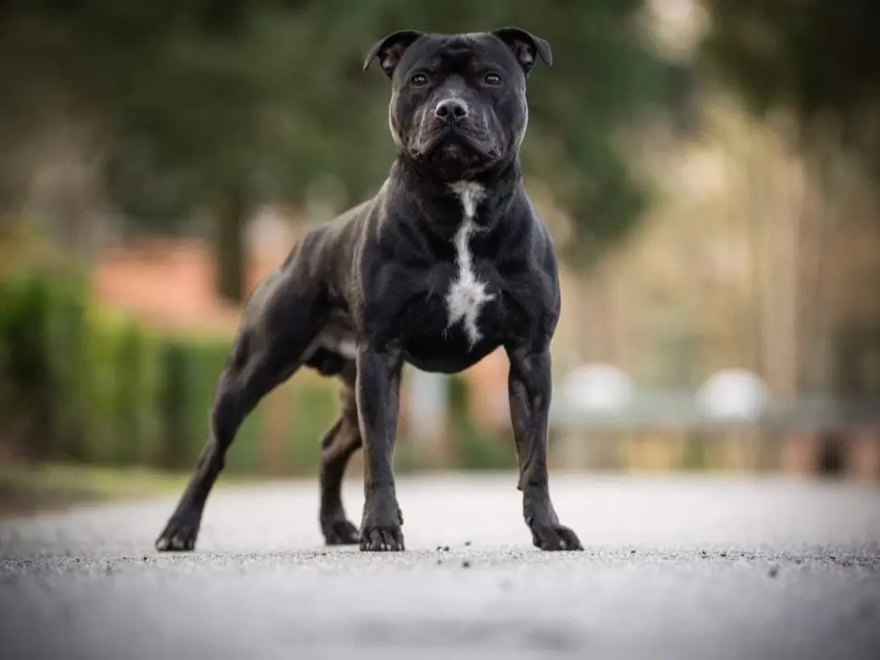 Billede 5 - Staffordshire bullterrier hvalpe