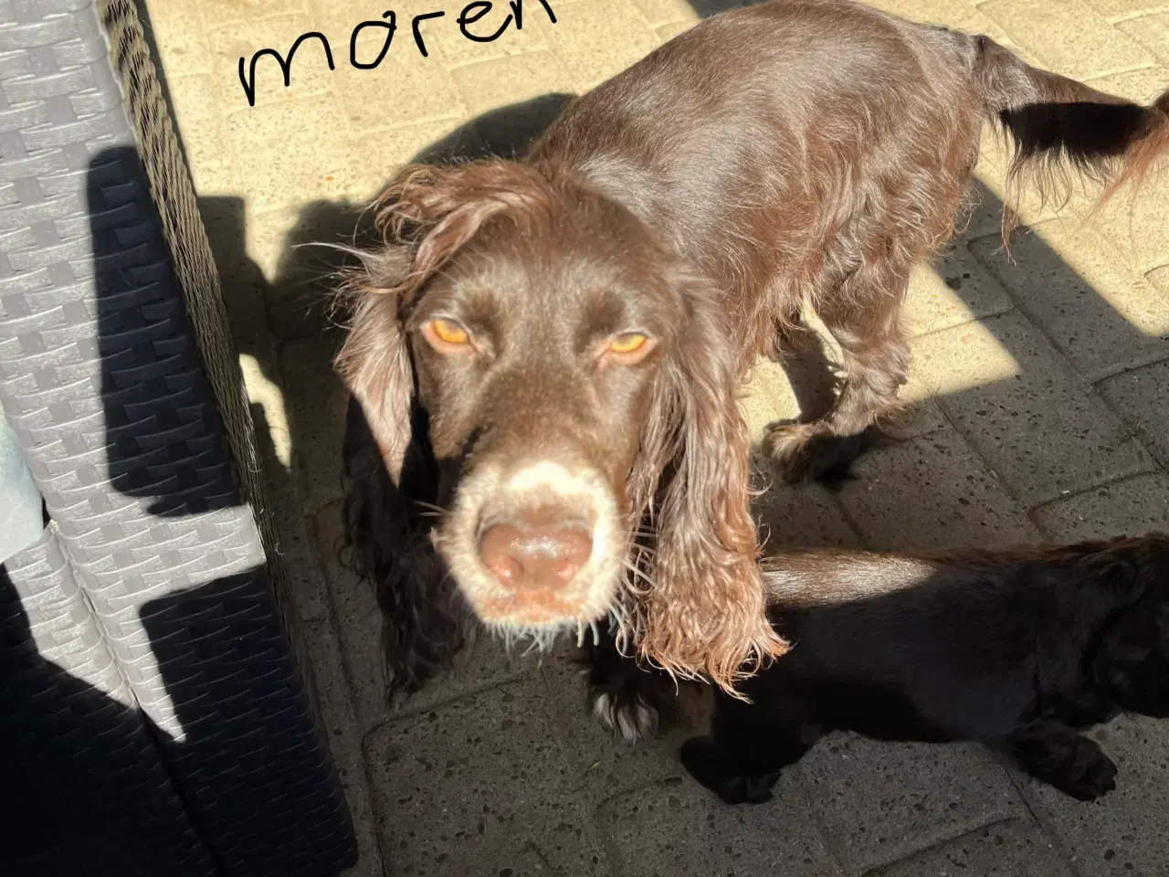 Billede 6 - Stue opdrætte cocker spaniel 