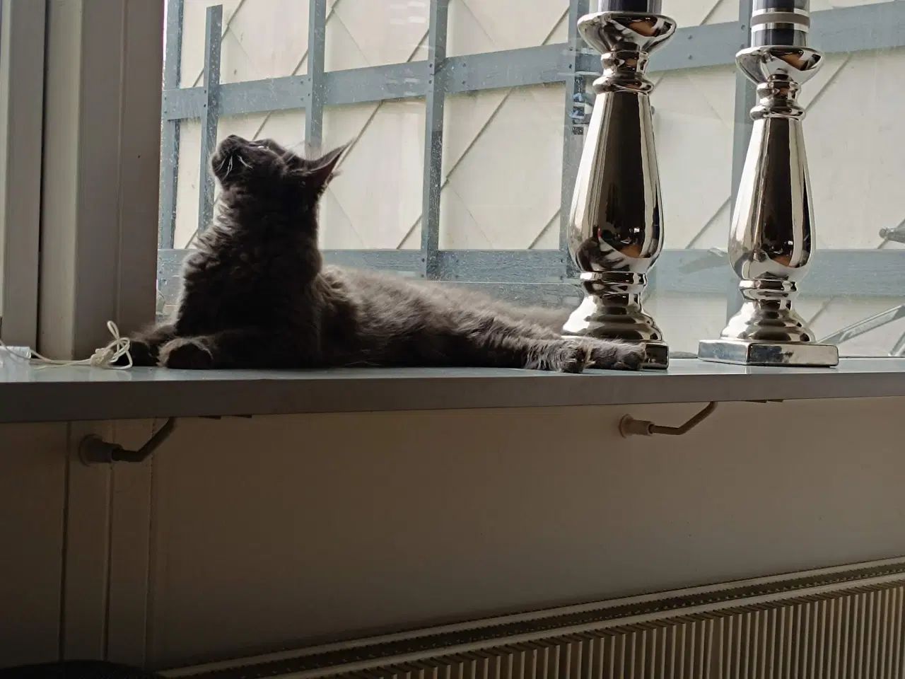 Billede 4 - Maine coon pige