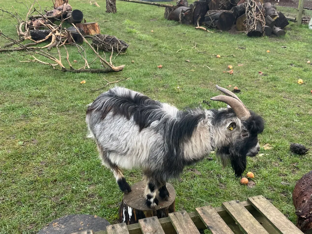 Billede 3 - Gede buk Dværg