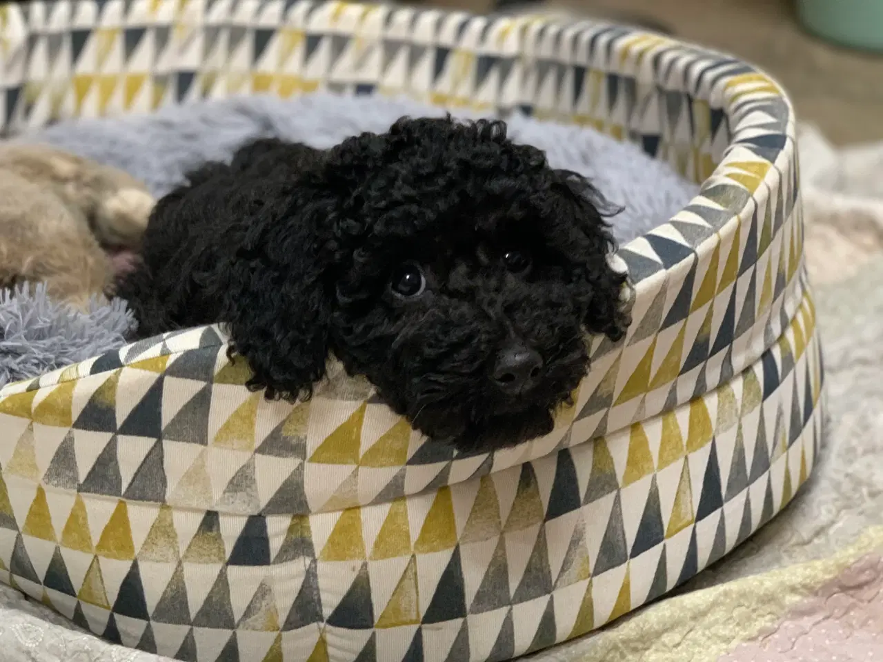 Billede 2 - Golden Doodle F1B babyer er rejse klar