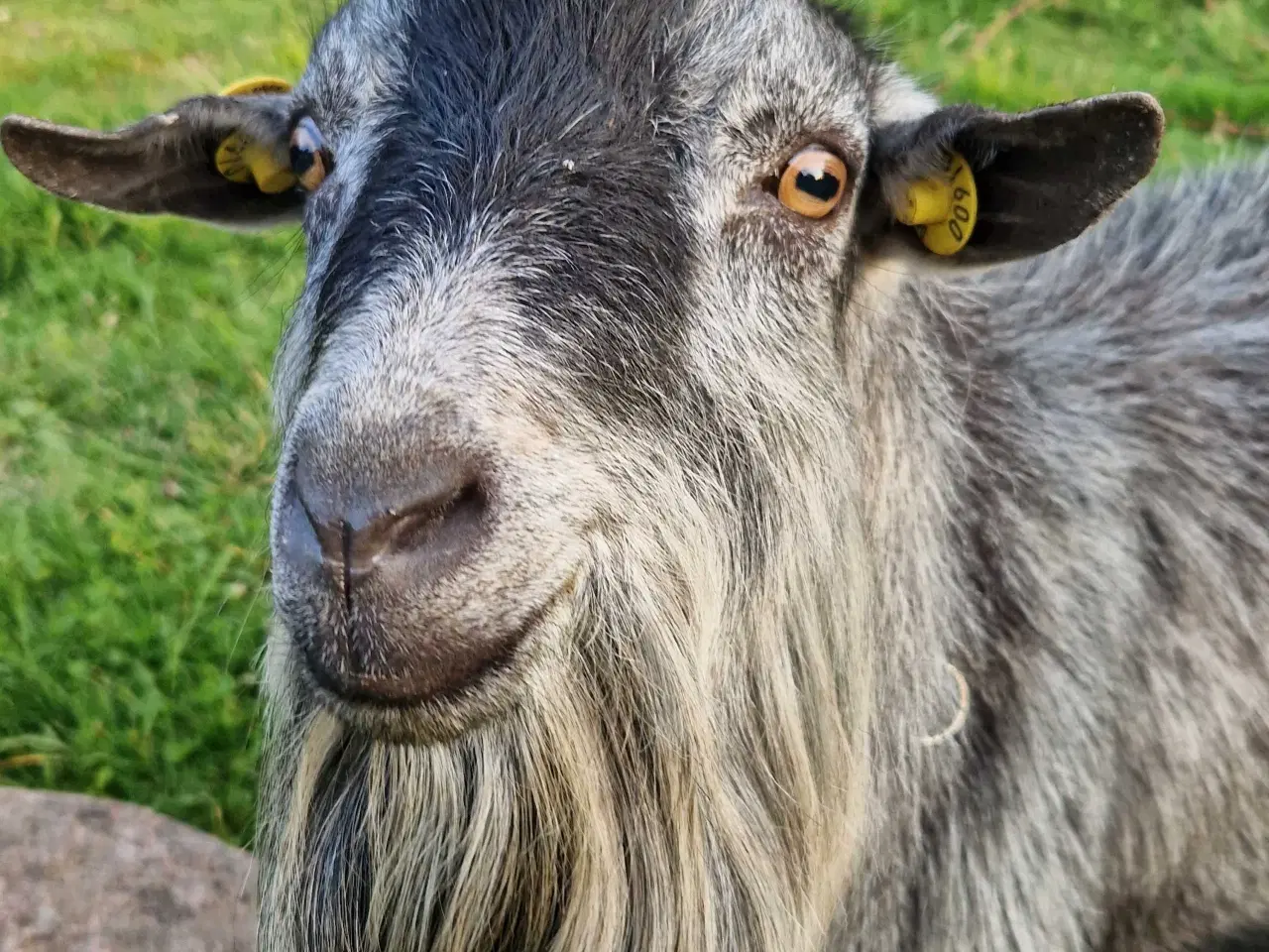 Billede 1 - Lækker buk
