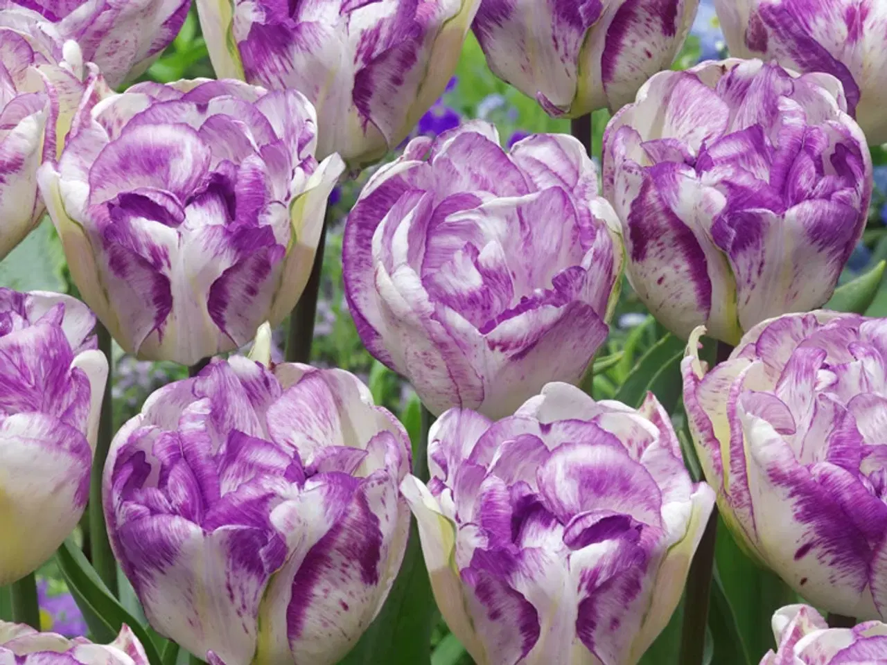 Billede 1 - Double Shirley tulipan – Pæonblomstrende tulipan