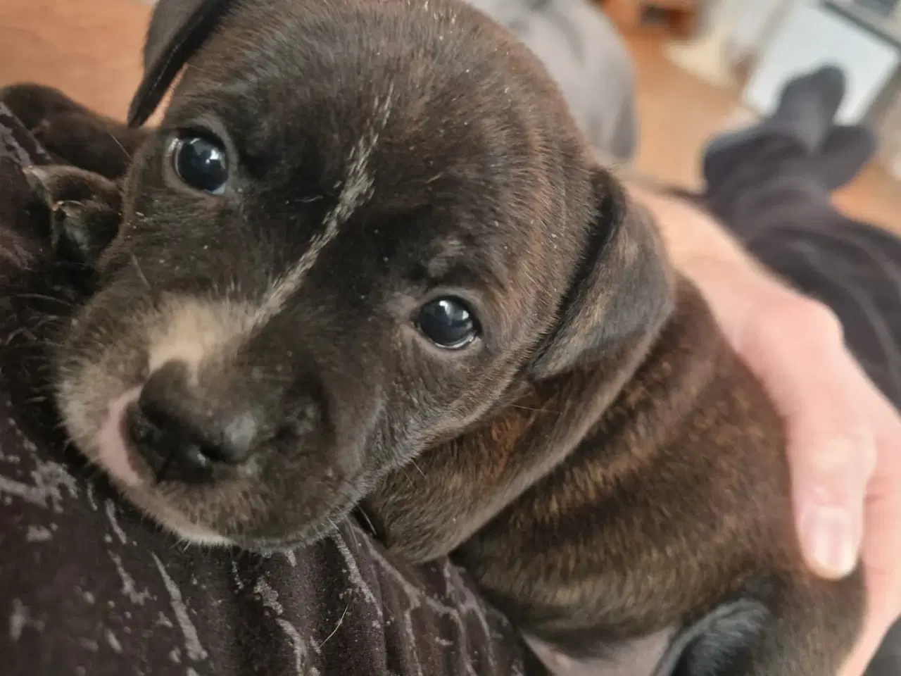 Billede 5 - Skønne og dejlige Staff hvalpe