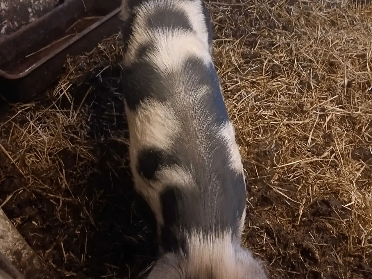 Billede 1 - Gl Dansk landrace so