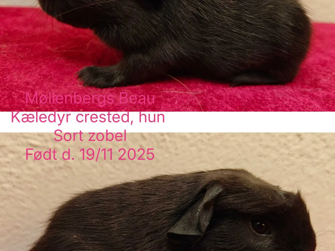 Billede 3 - Møllenbergs Opdræt