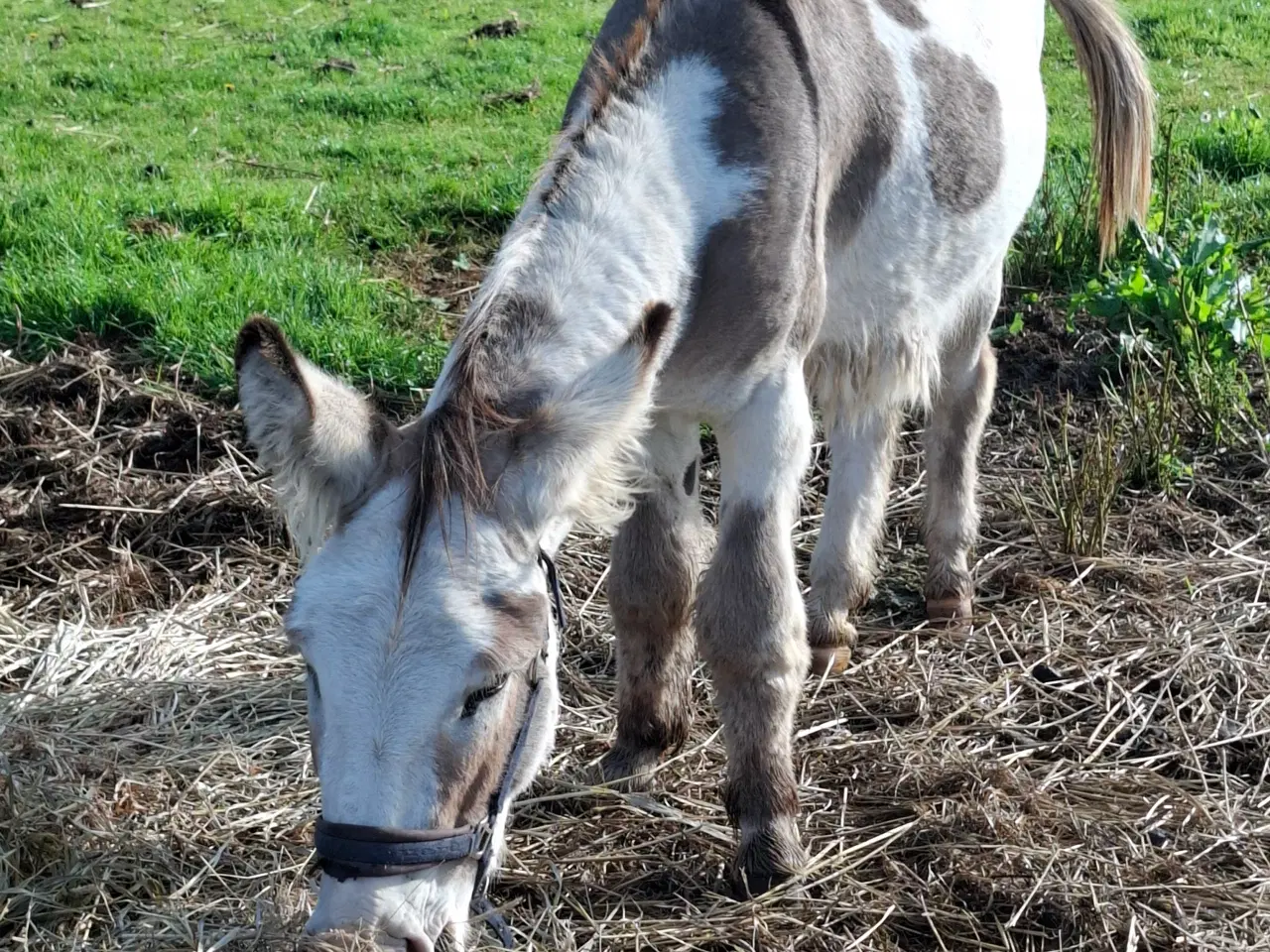 Billede 2 - Æsel hingst