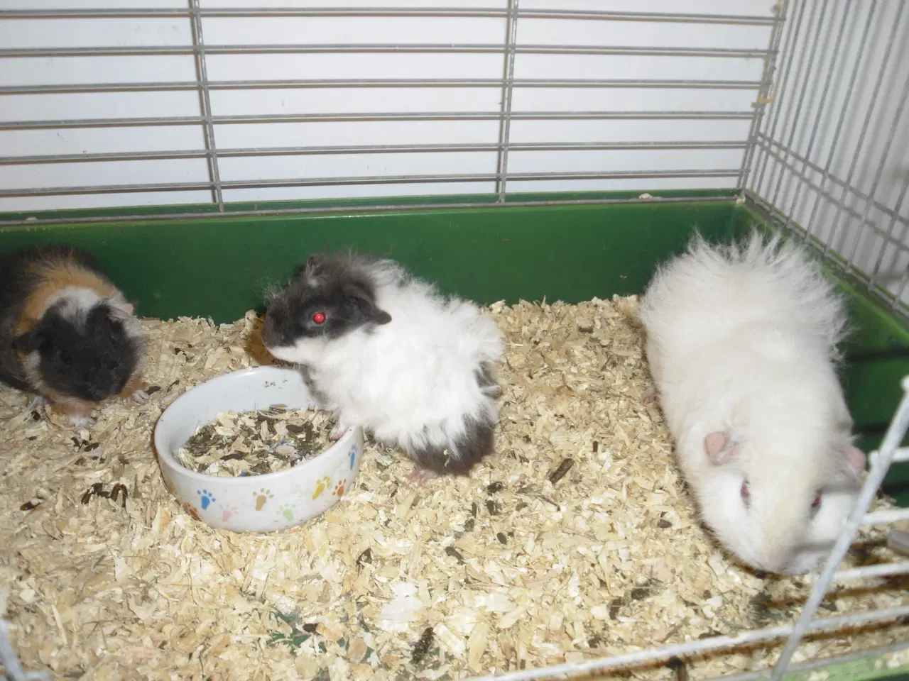 Billede 3 - skønne teddy bamser