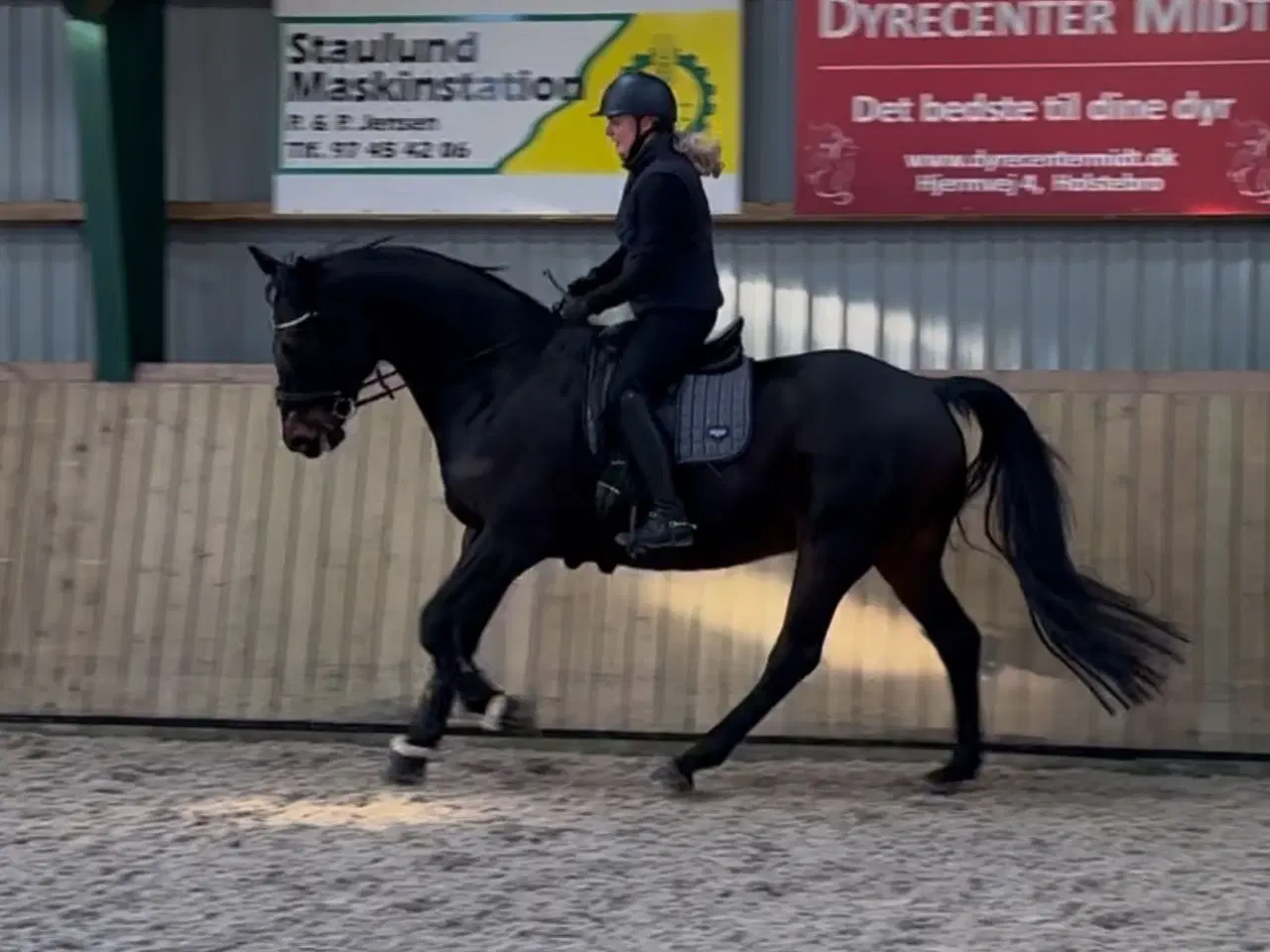 Billede 3 - Dejlig ridehest 