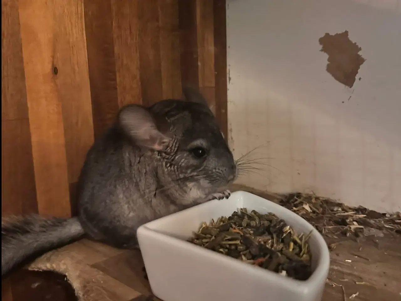 Billede 4 - Chinchilla 