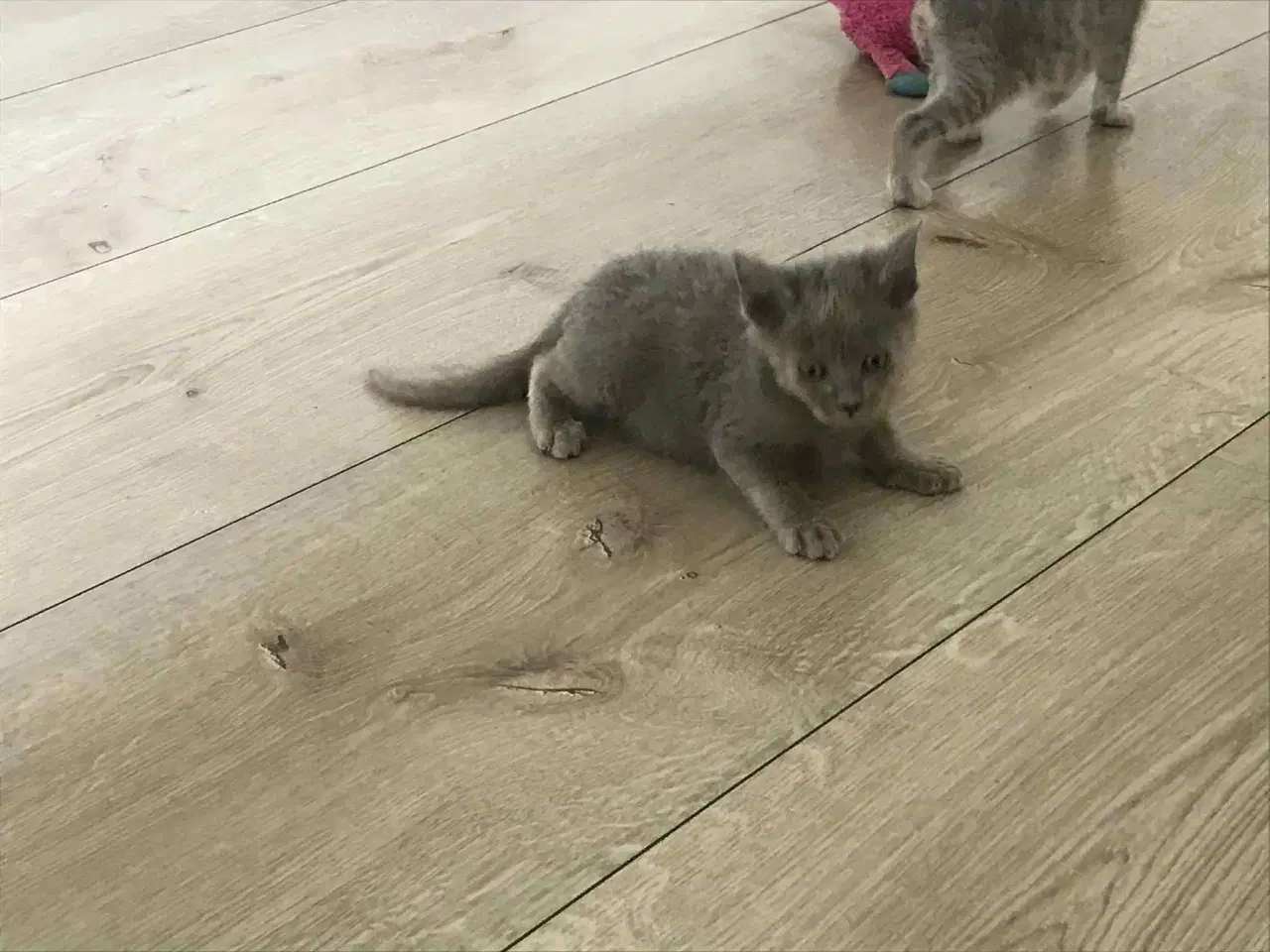 Billede 7 - Kattekillinger, opflasket i huset søger nye hjem