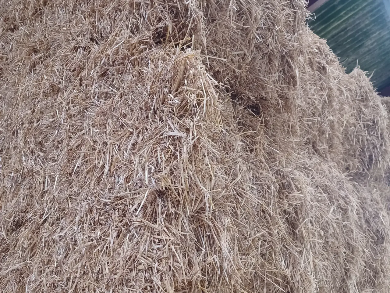 Billede 1 - Vårbyg halm minibig