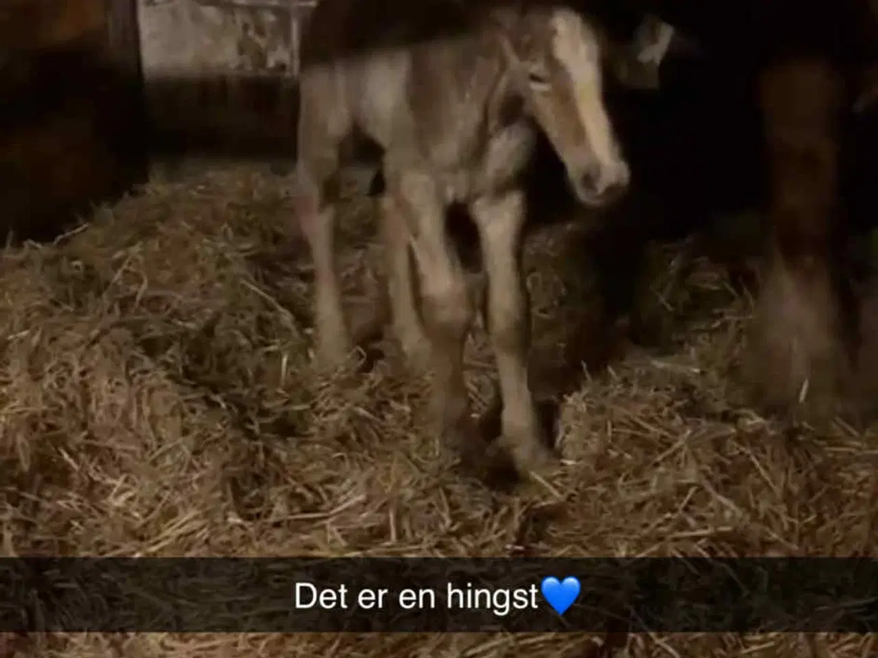 Billede 10 - Lækker lækker jydehingste føl