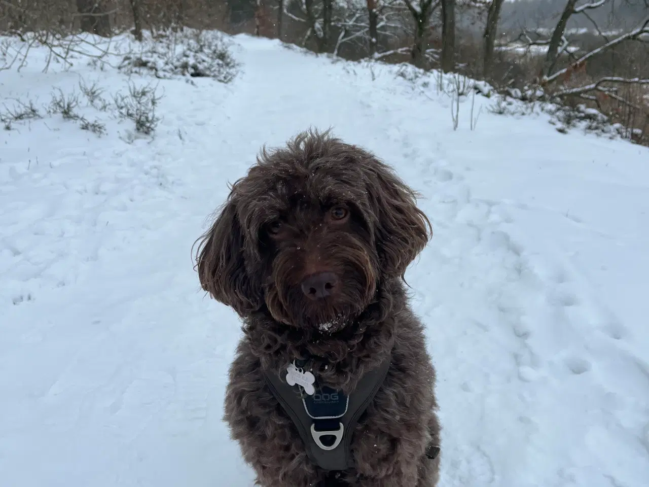 Billede 10 - Cockerpoo f1b