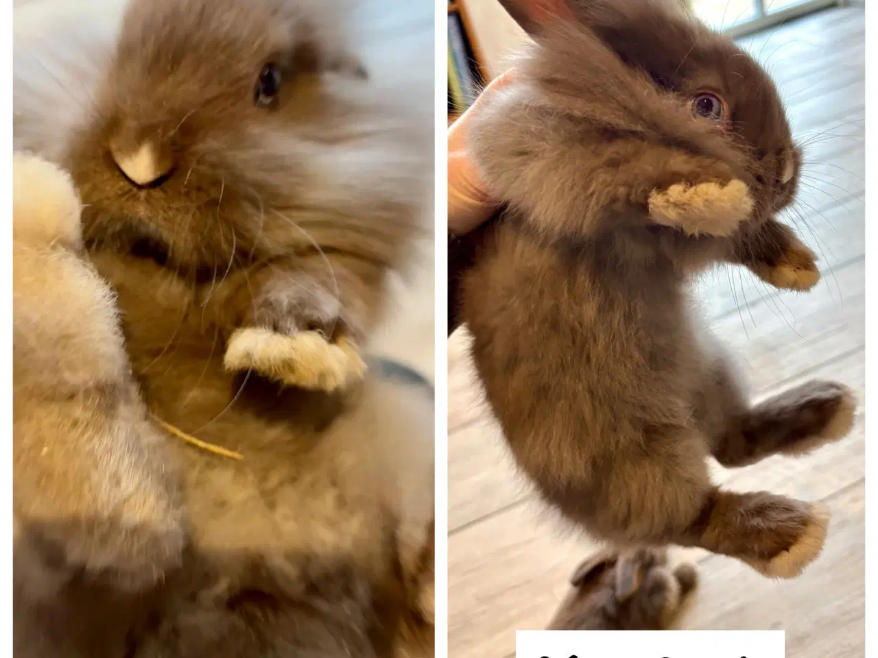 Billede 5 - De sødeste kaninunger