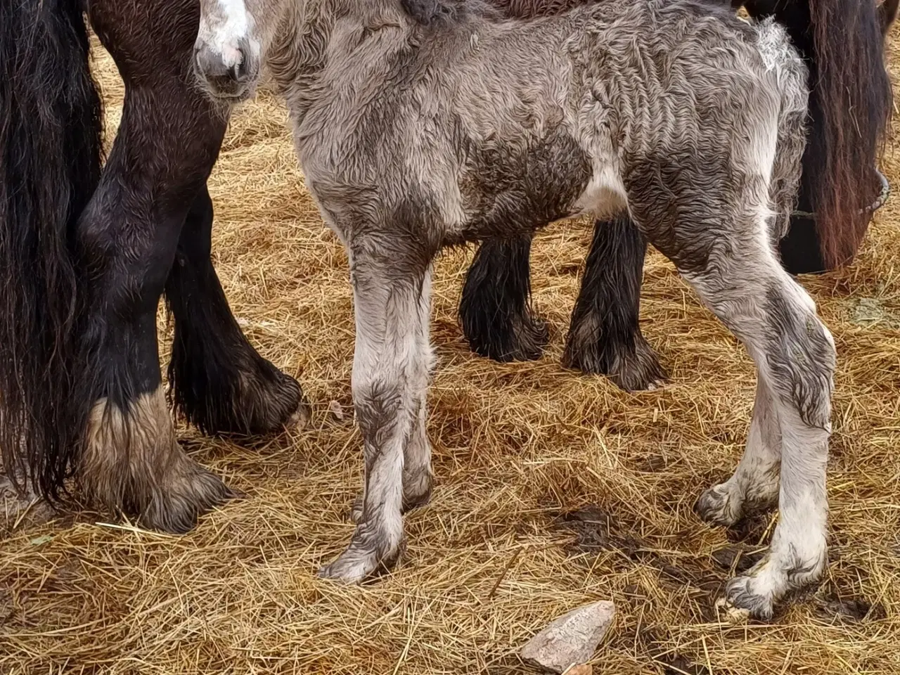 Billede 4 - Irish cob hingst