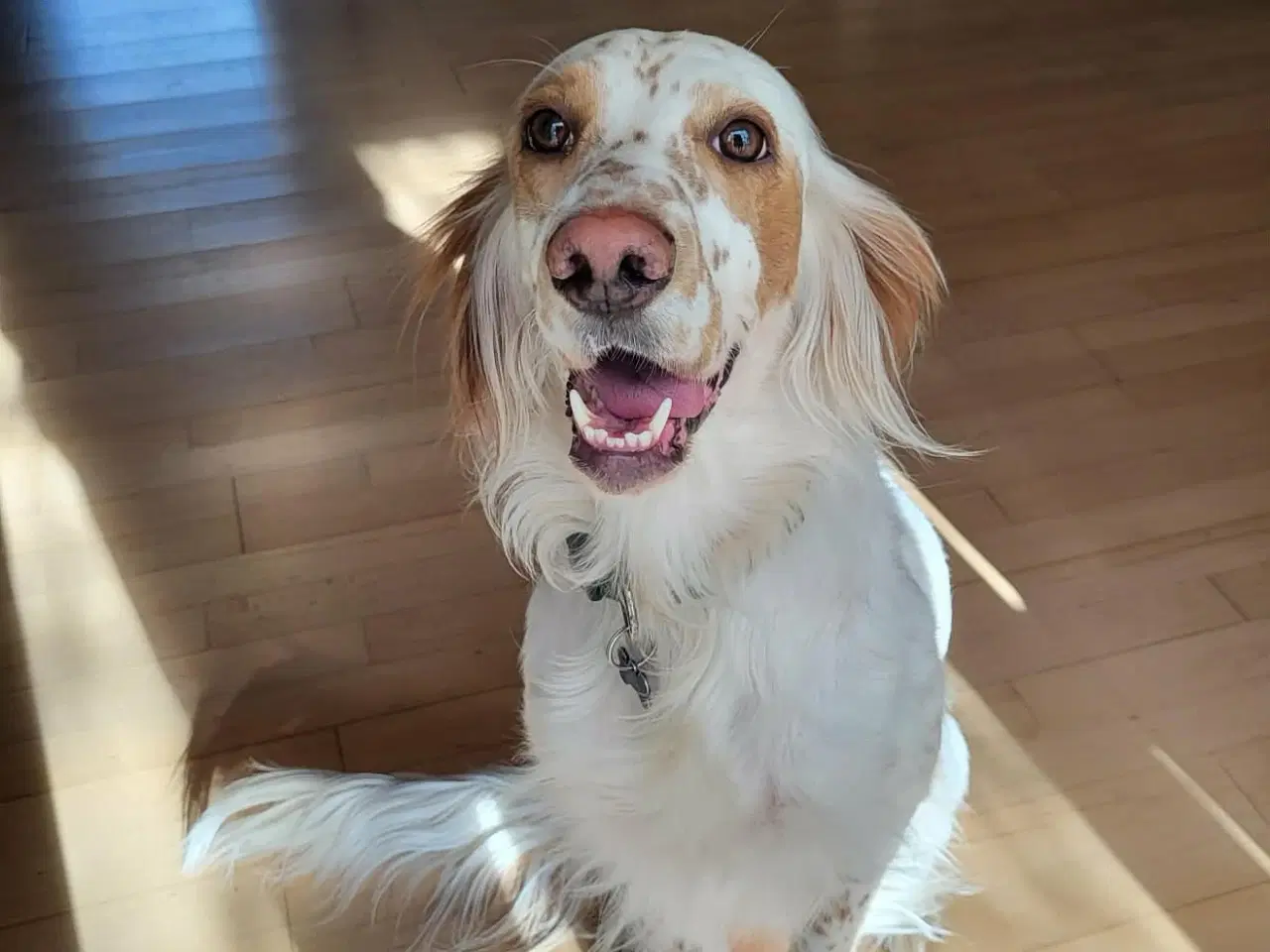 Billede 1 - Engelsk setter hund 