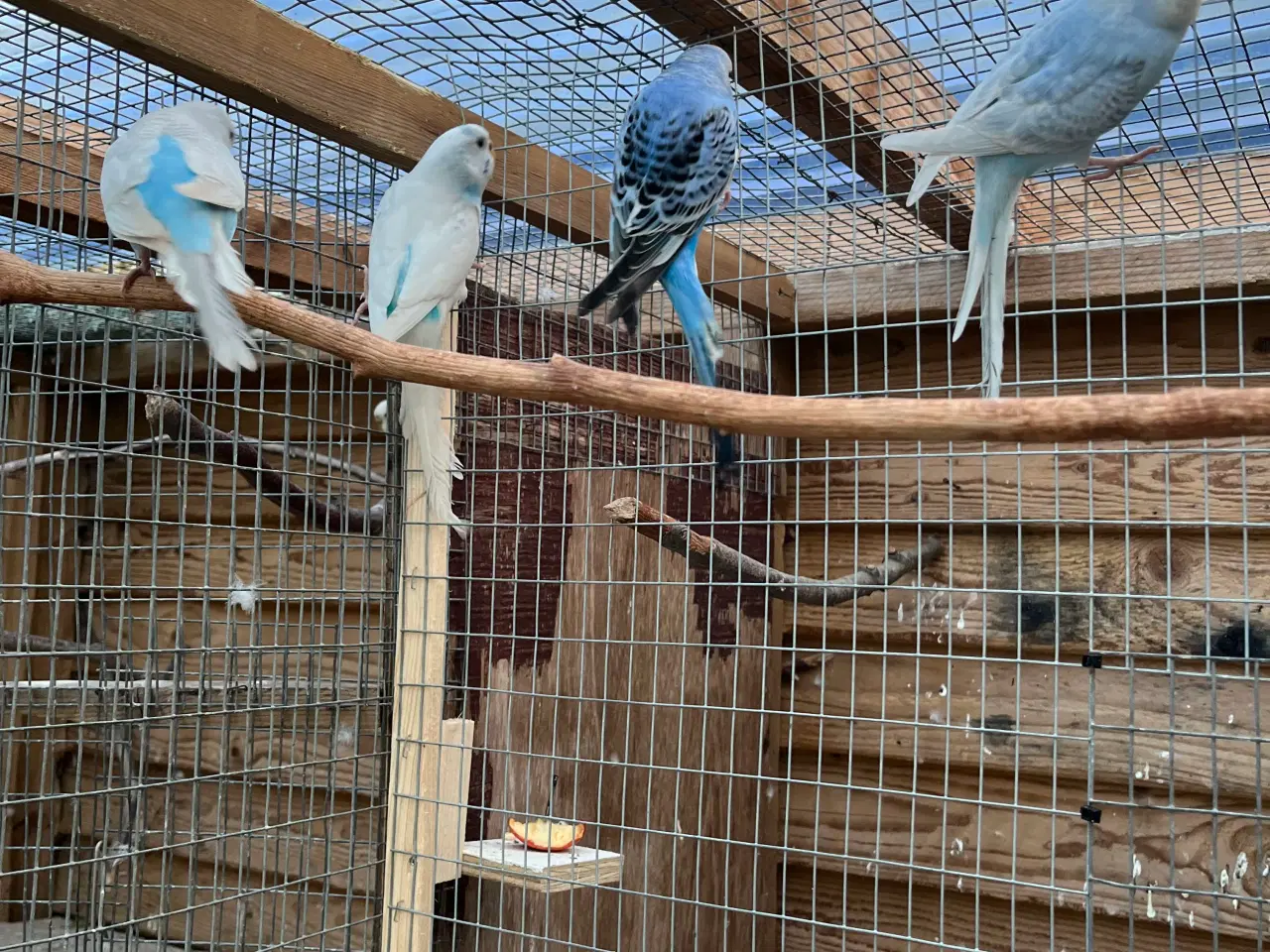 Billede 2 - Undulat hunner