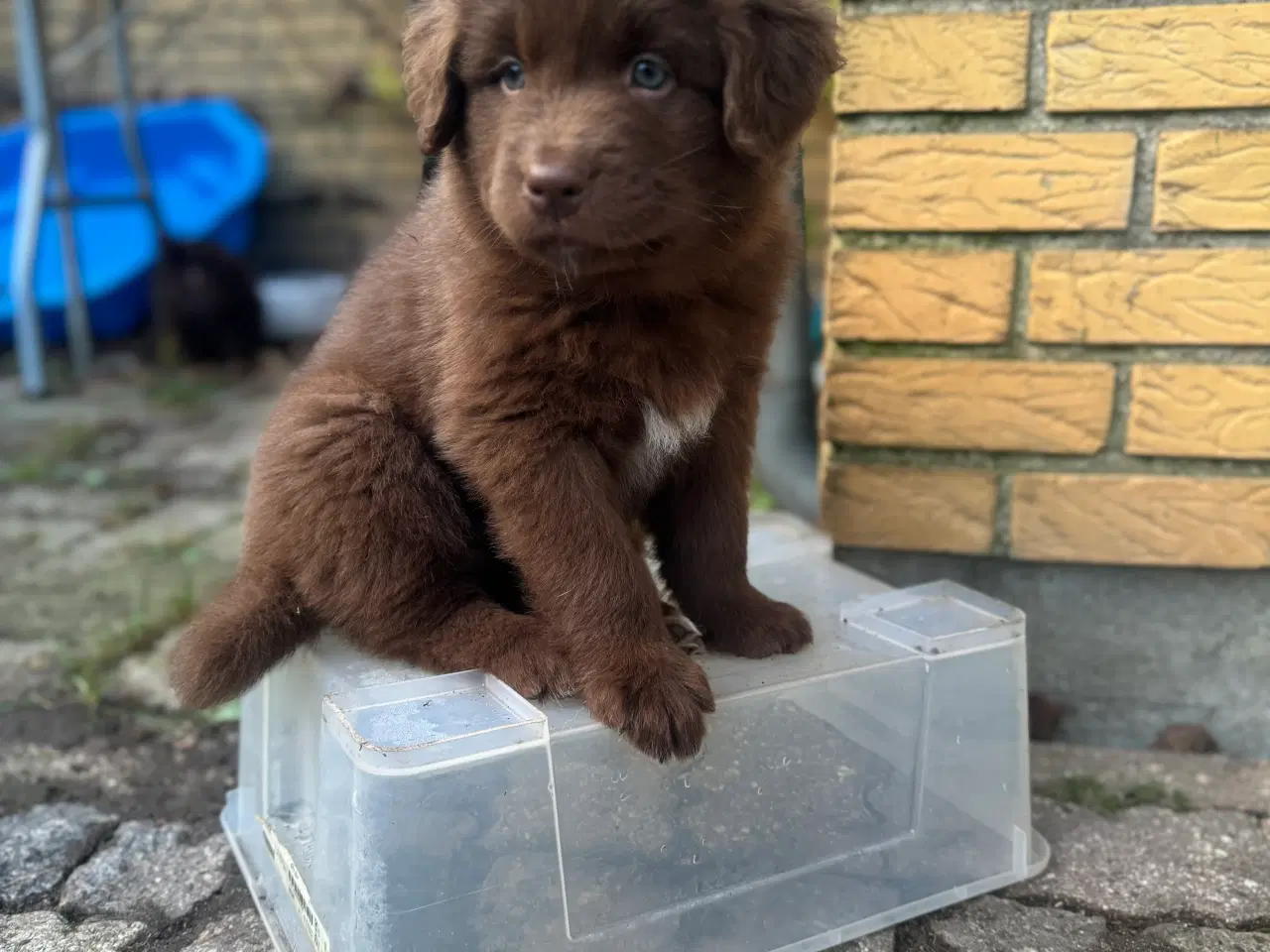 Billede 1 - Australian shepherd/newfoundlænder hvalpe