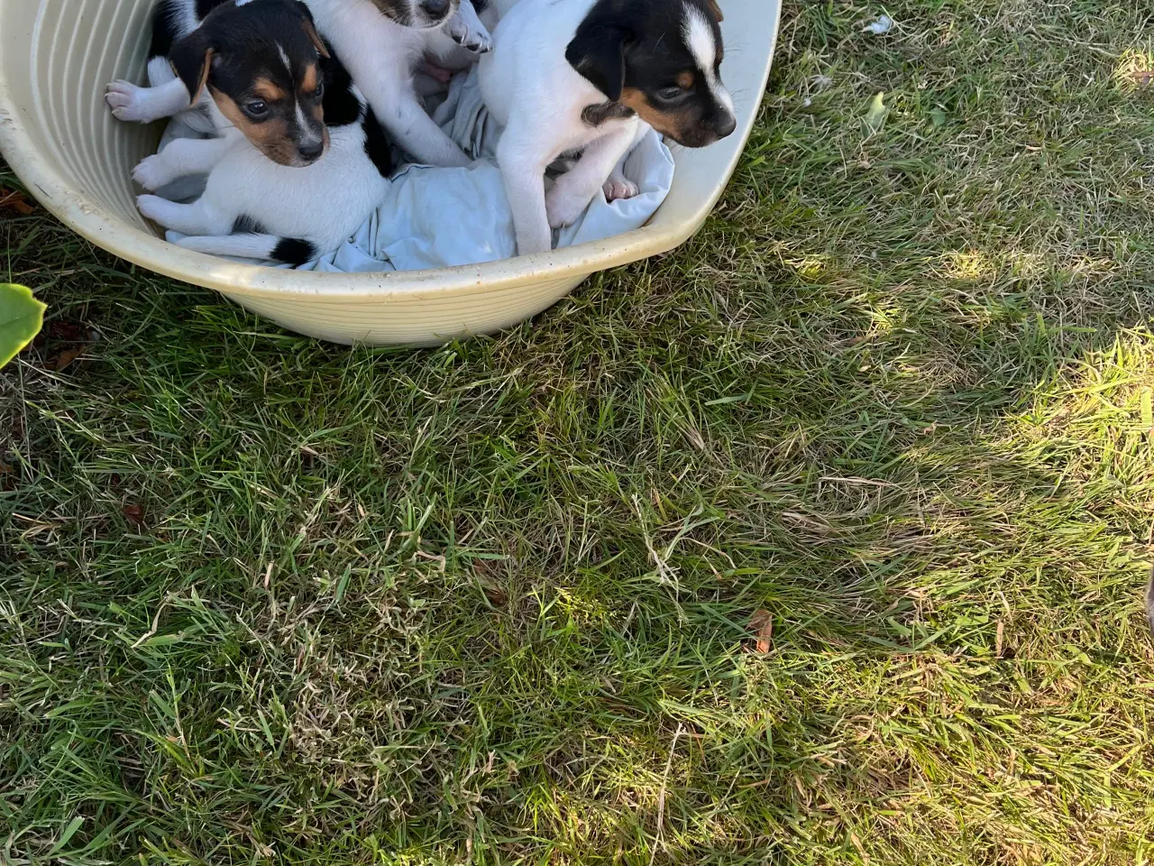 Billede 7 - Dansk svensk gårdhund hvalpe