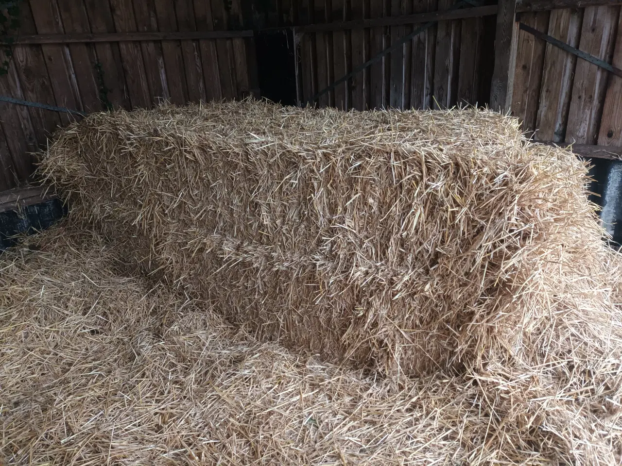 Billede 1 - Vårbyg halm 2024