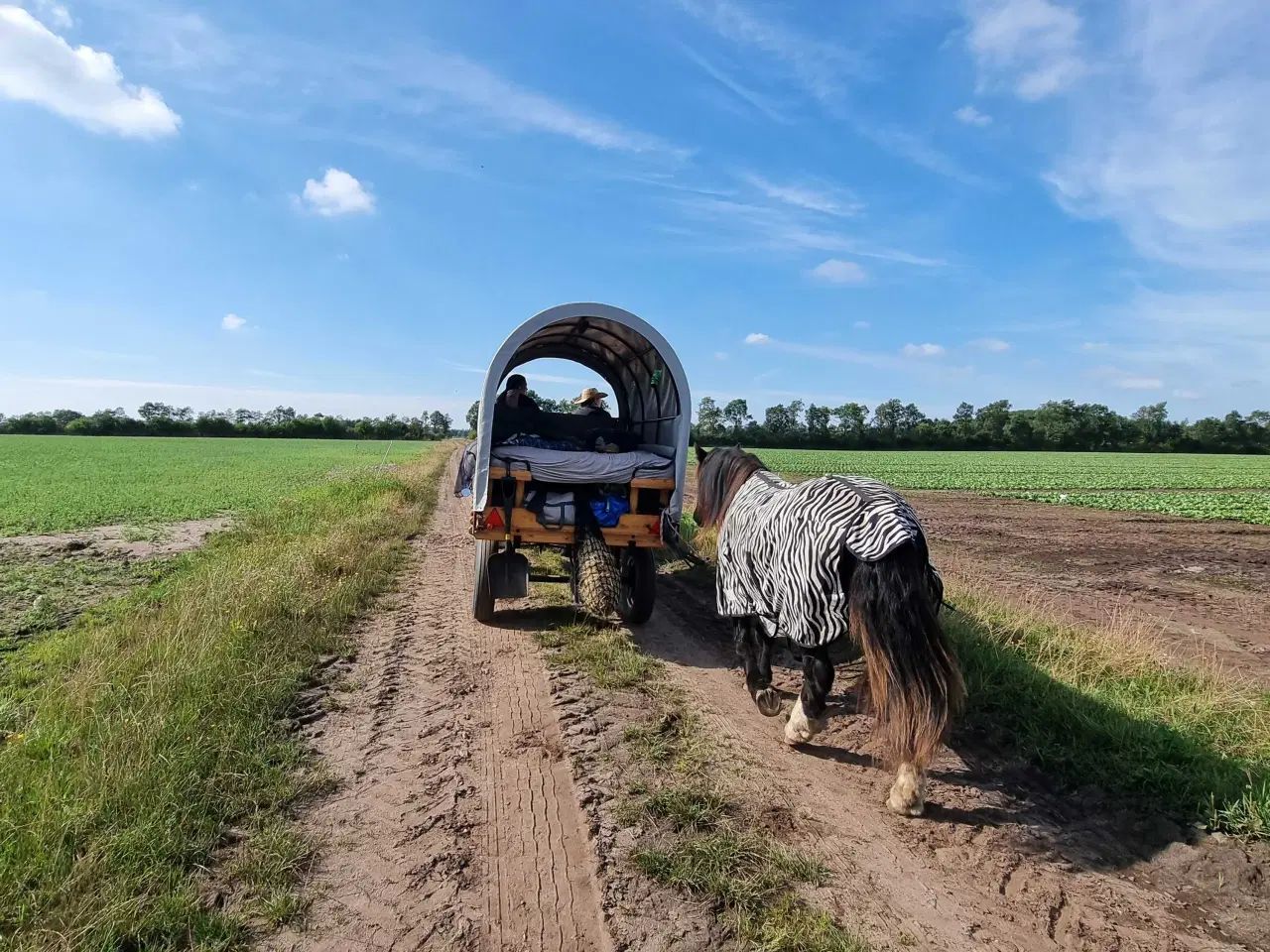 Billede 6 - Gypsy Vallak 