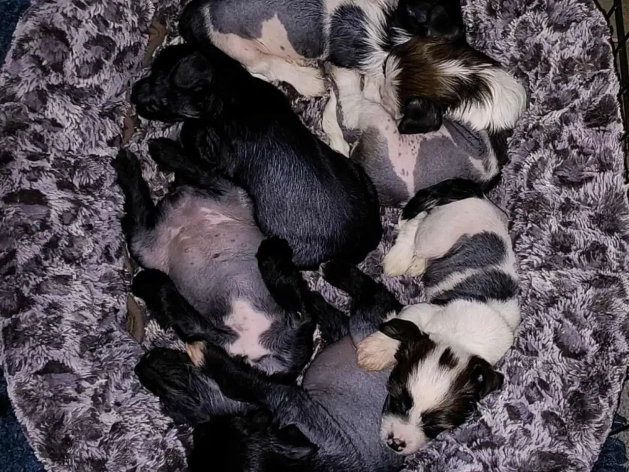 Billede 3 - Hvalpe, Chinese Crested