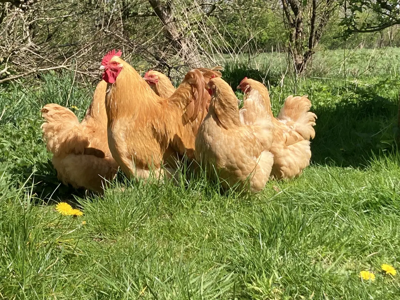Billede 10 - Kyllinger fra racehøns