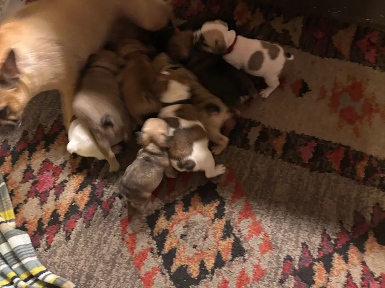 Billede 16 - Franske bulldog hvalpe