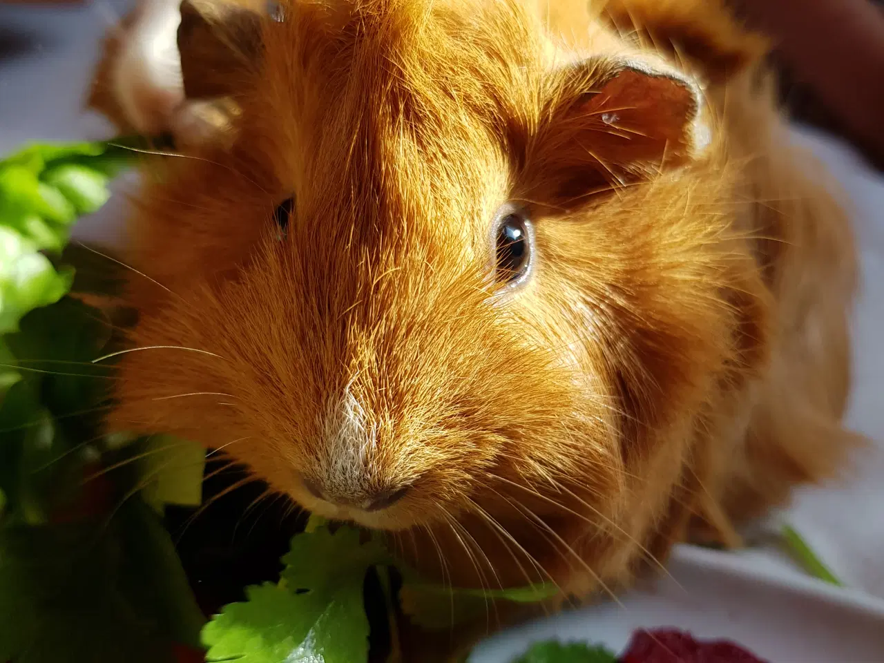 Billede 5 - To søde tamme hunmarsvin søger kærligt hjem