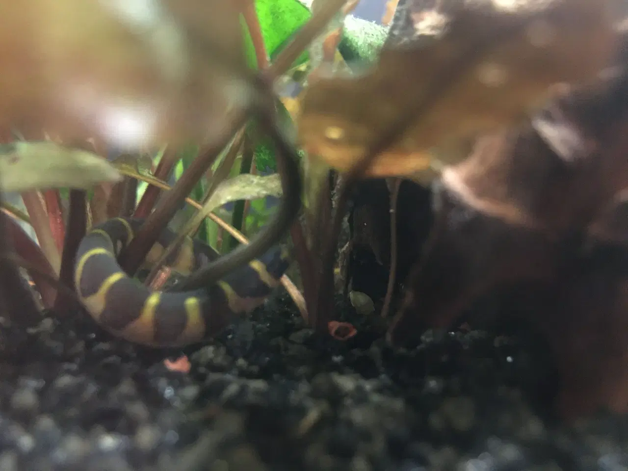 Billede 6 - Fint lille akvarium 