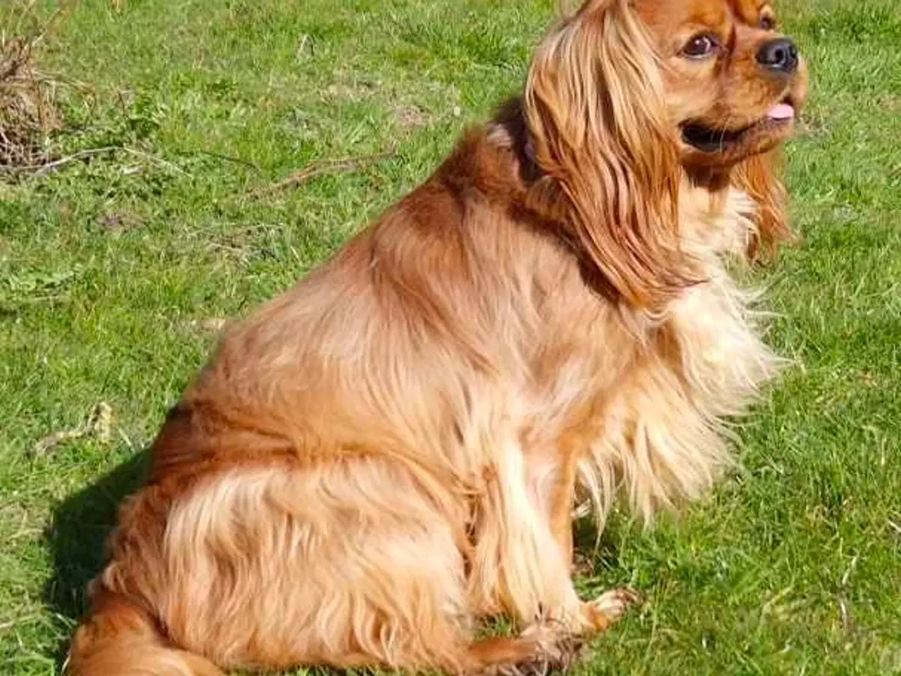 Billede 1 - Han hund til parring 