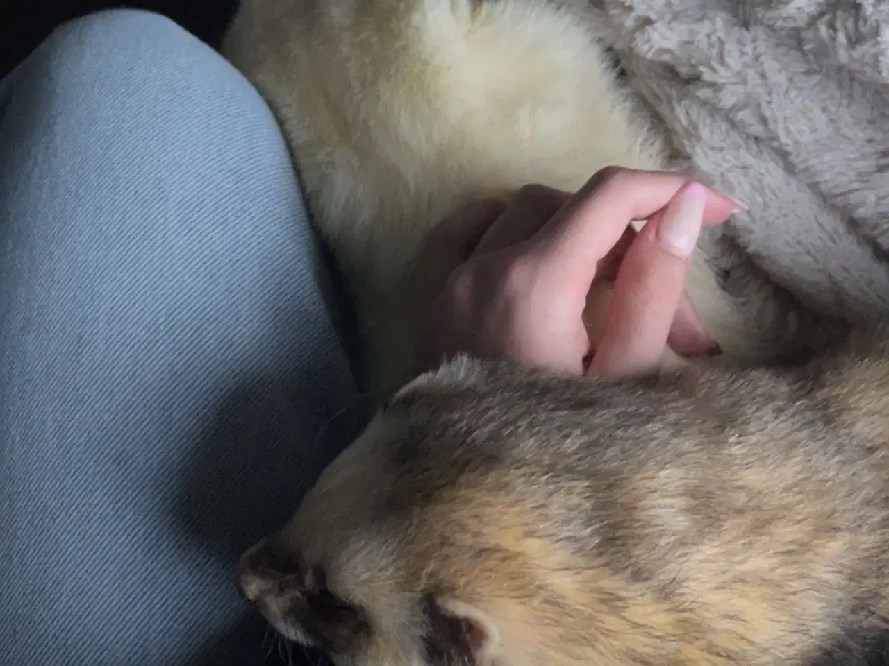 Billede 2 - 2 fritter/ilder med bur