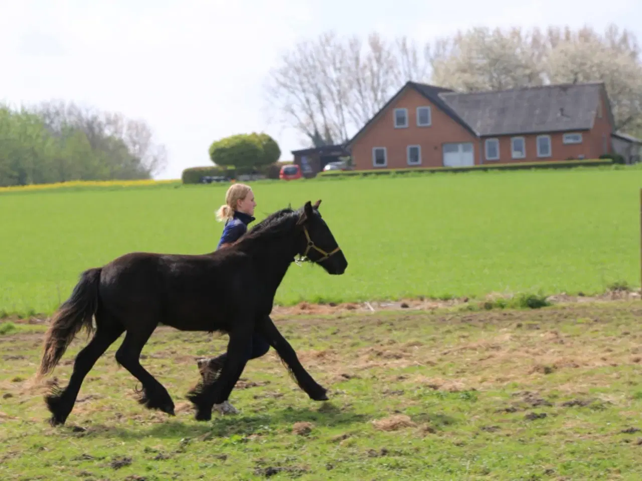 Billede 3 - 1 års fell hingst 