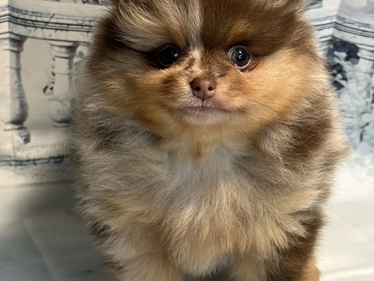 Billede 9 - 💜 100% Pomerania – Sjældne Lilla & Merle Skønhede