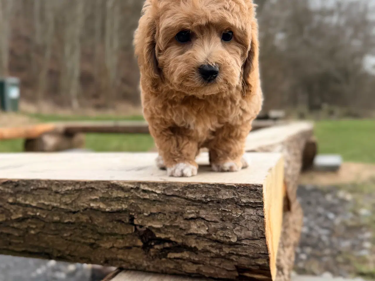 Billede 13 - Pooton dreng rejseklar nu